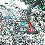 Image of Japanese Squirrel