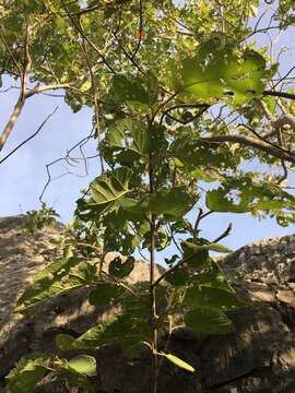 Image of Croton arnhemicus Müll. Arg.