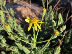 Image of Senecio hastatus L.