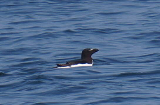 Image of Lesser auk