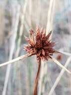 Image de Cyperus capitatus Vand.