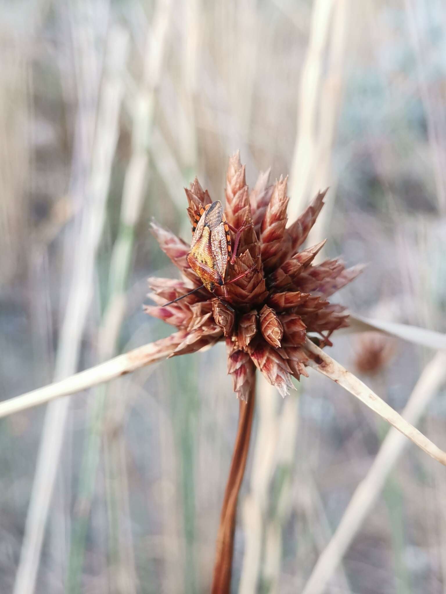 Image de Cyperus capitatus Vand.