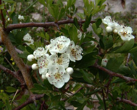 Crataegus sinaica Boiss. resmi