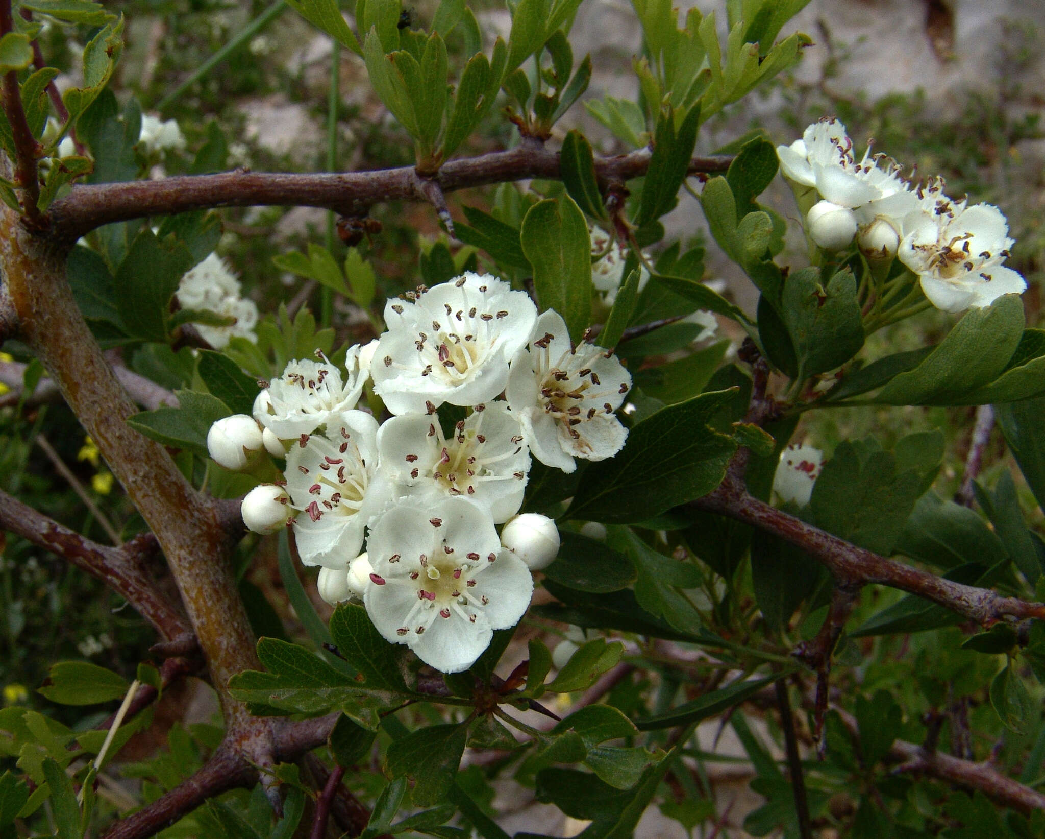 Image de Crataegus sinaica Boiss.