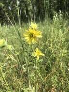 Image de Silphium mohrii Small