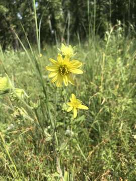 Silphium mohrii Small resmi