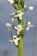 Plancia ëd Platanthera hologlottis Maxim.