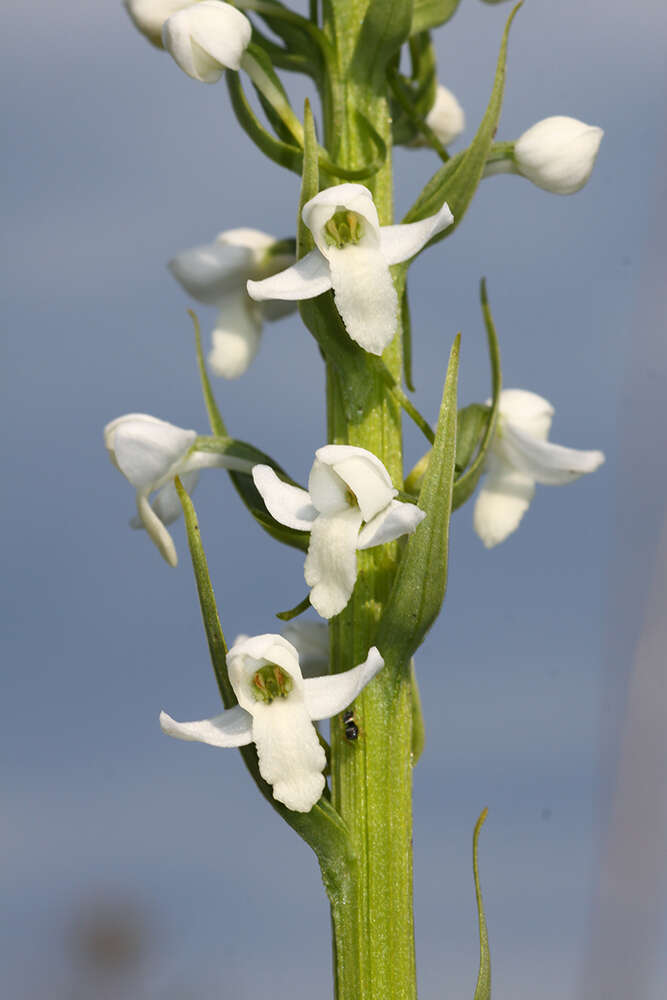 Plancia ëd Platanthera hologlottis Maxim.