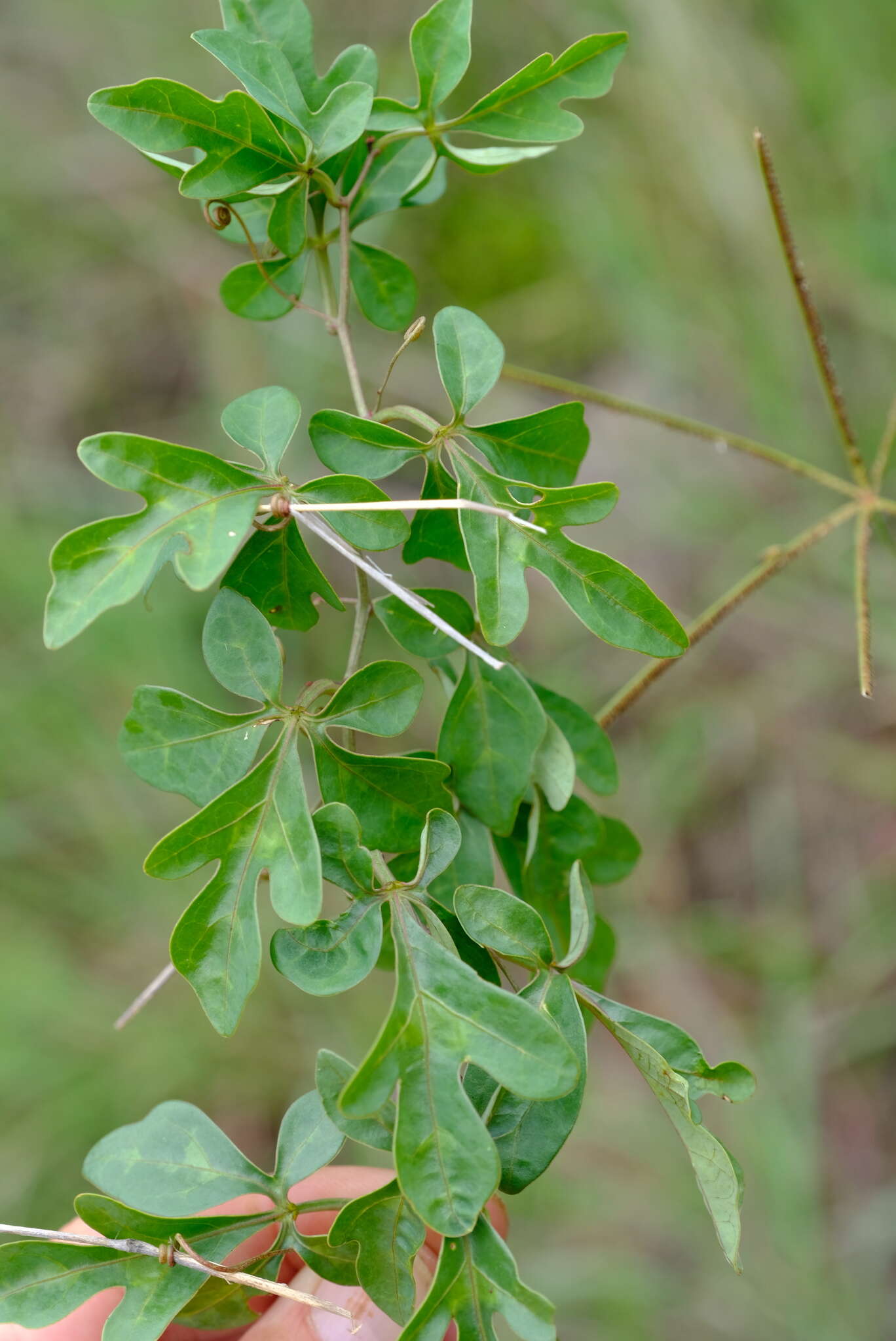 Image of Wild granadilla