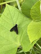 Image of Chrysopilus connexus Johnson 1912