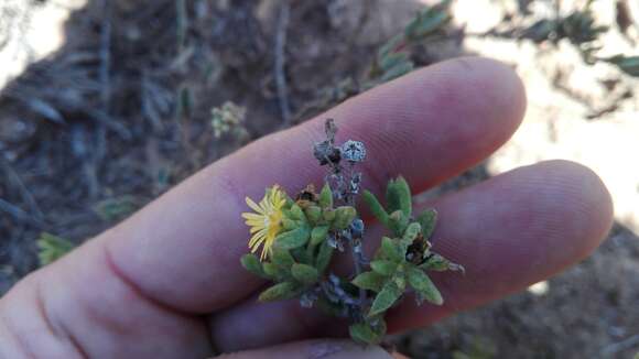 Image of Delosperma parviflorum L. Bol.