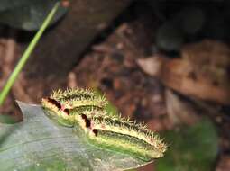 Thespea virescens (Matsumura 1911) resmi