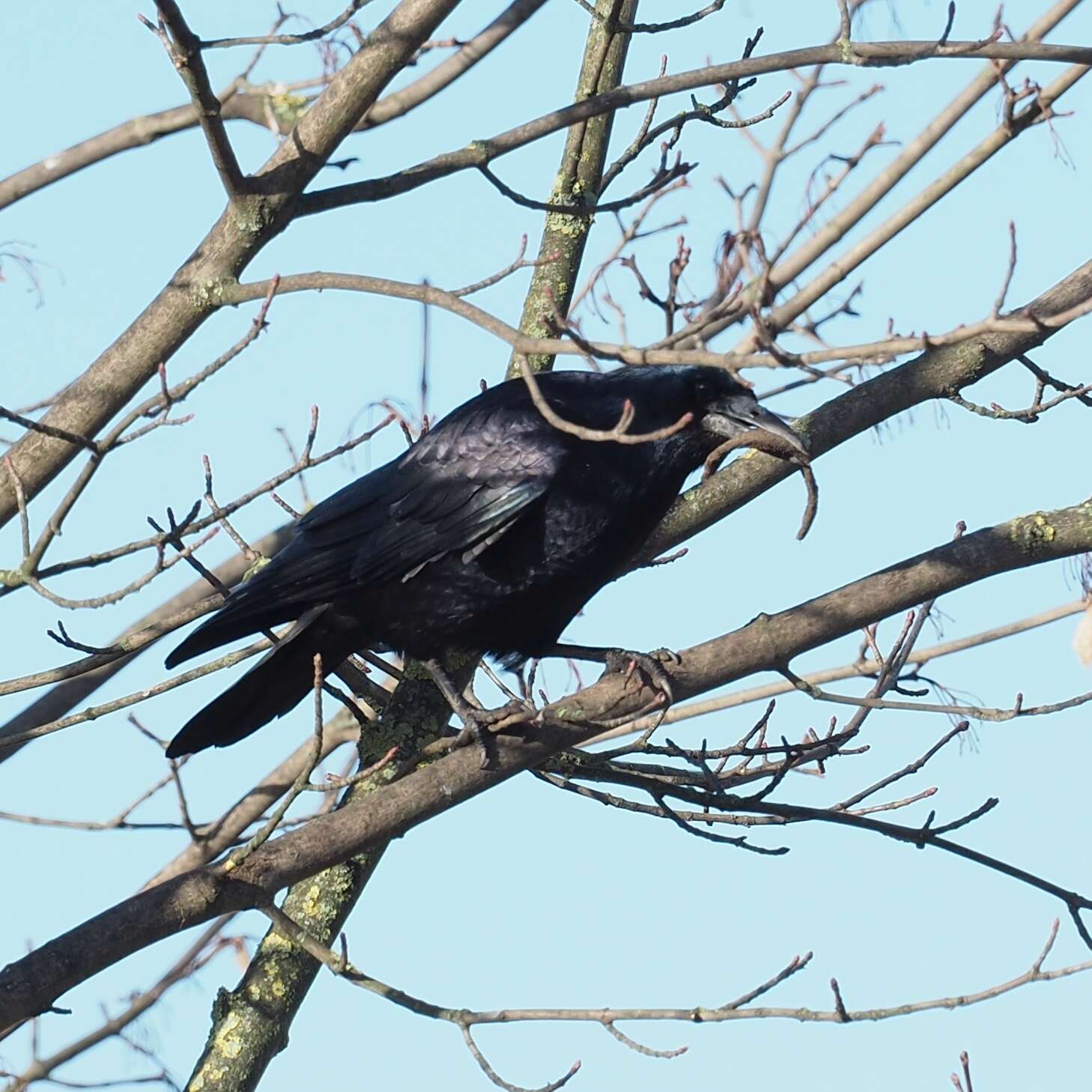 Imagem de Corvus frugilegus Linnaeus 1758