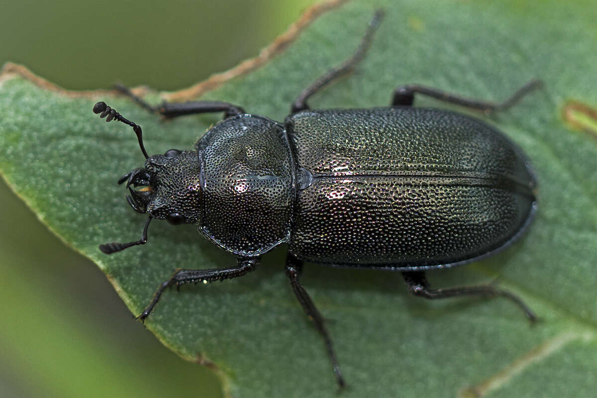 Image of Platycerus spinifer Schaufuss 1863