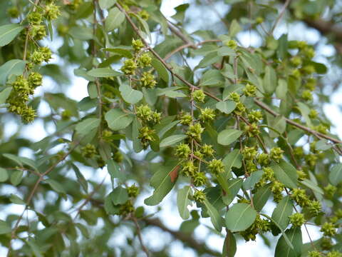 Слика од Terminalia pendula (Edgew.) Gere & Boatwr.