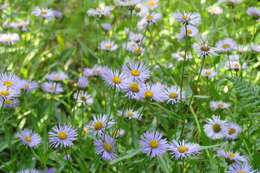 Image of aspen fleabane