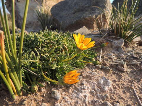 Image of Gazania othonnites (Thunb.) Less.