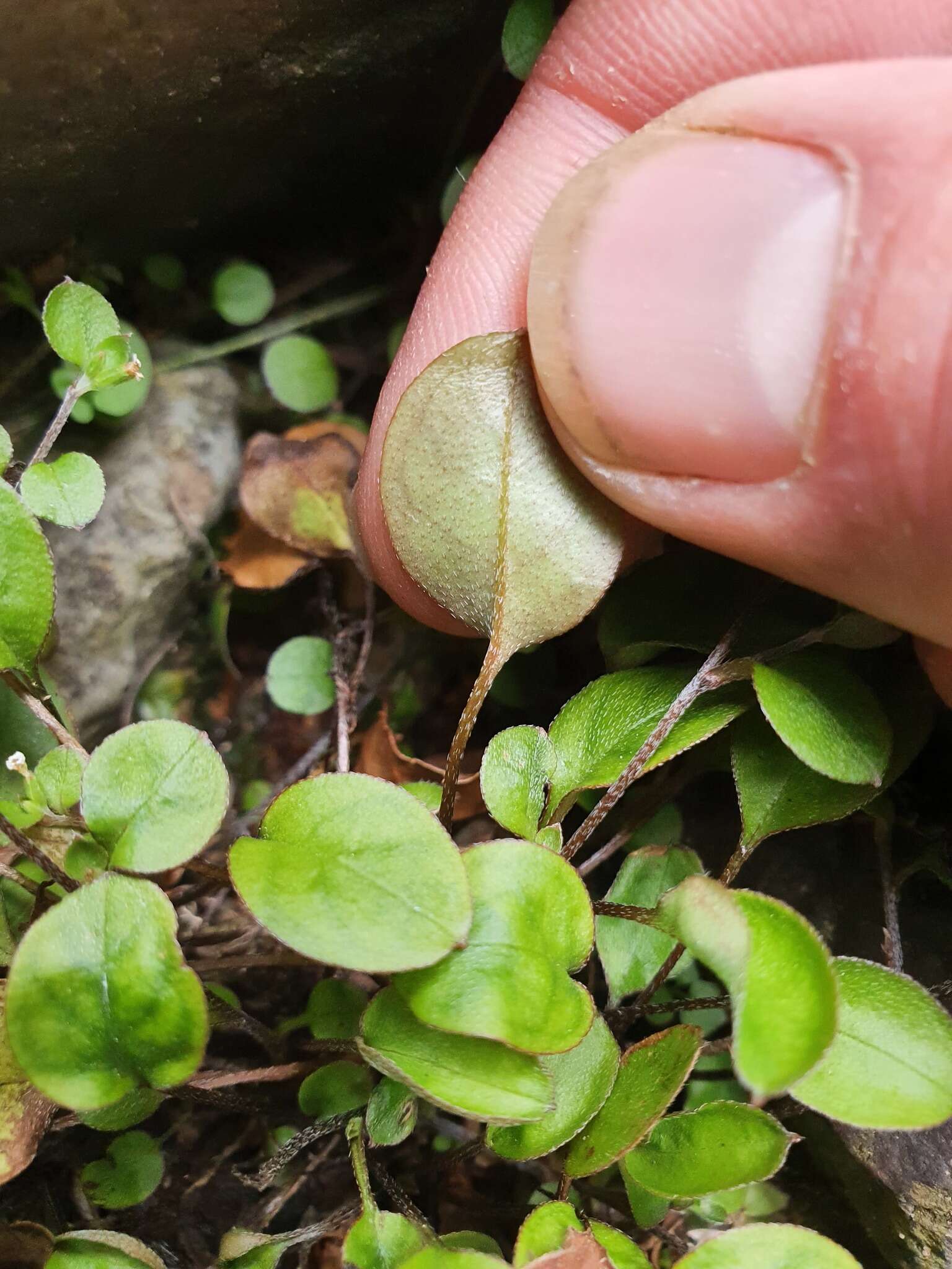 Imagem de Myosotis chaffeyorum Lehnebach