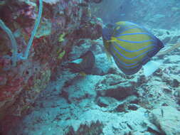 Image of Blue Ring Angelfish