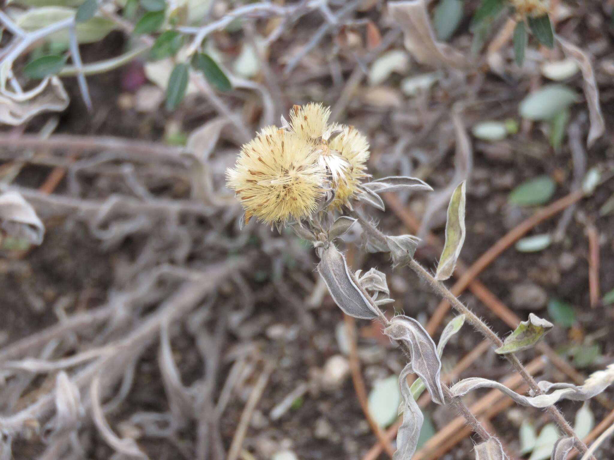 Image of hairy false goldenaster