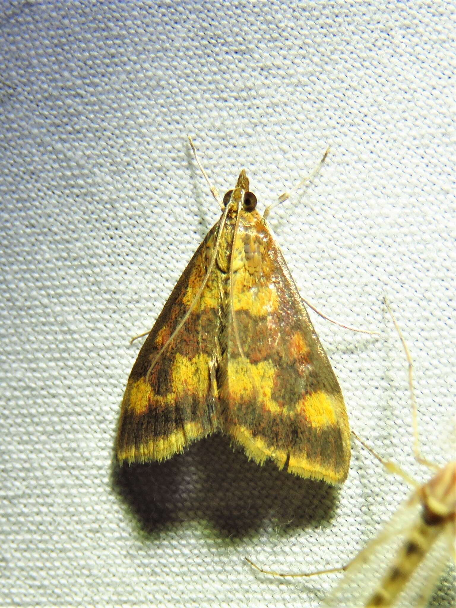 Image of Pyrausta onythesalis Walker 1859