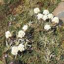 Image of Helichrysum gofense Cufod.