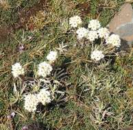 Imagem de Helichrysum gofense Cufod.