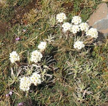 Image of Helichrysum gofense Cufod.