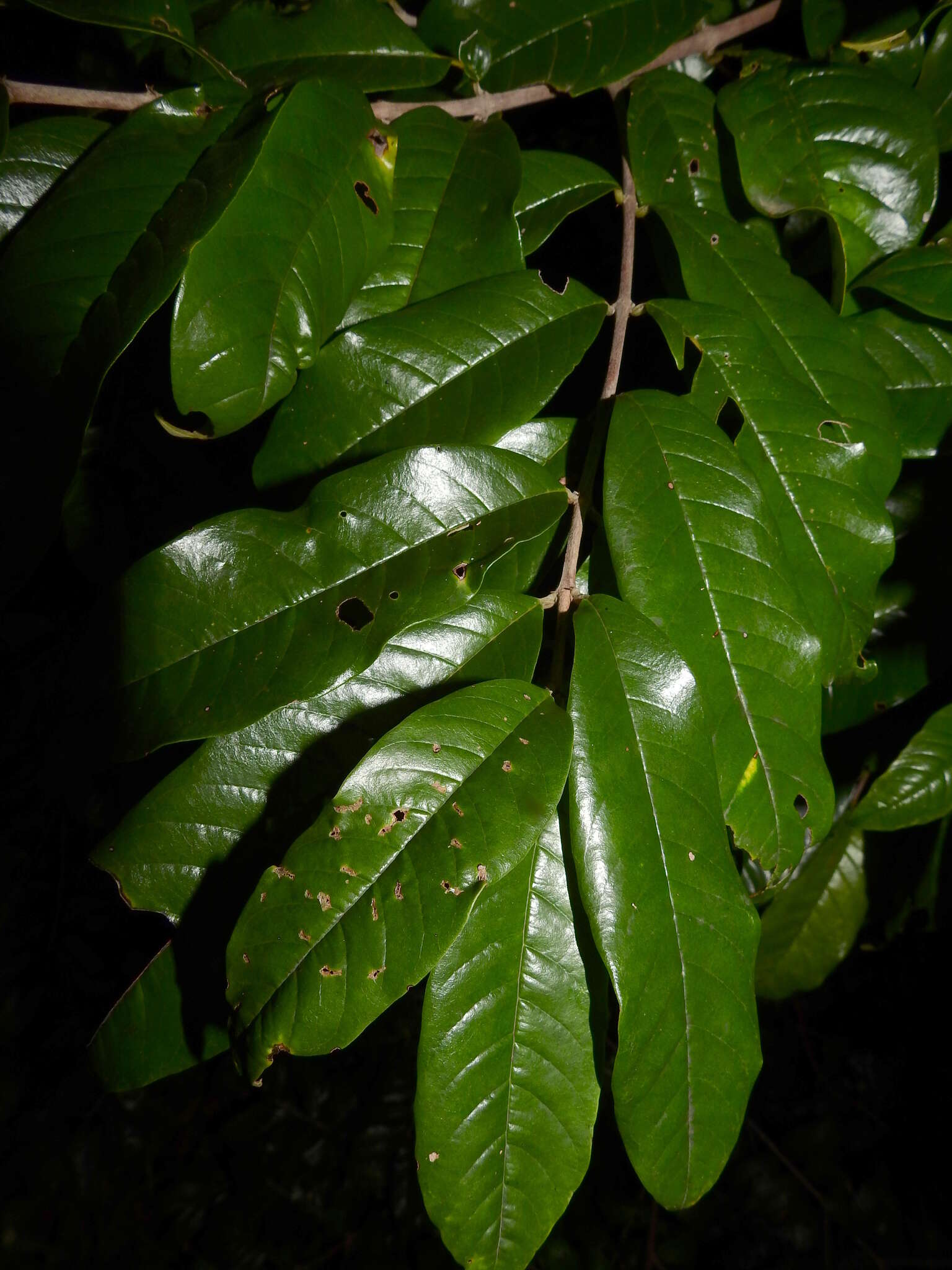 Image of Vochysia tomentosa (G. Mey.) DC.