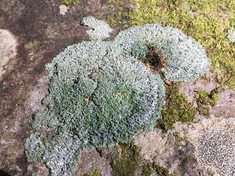 Image of shield lichen