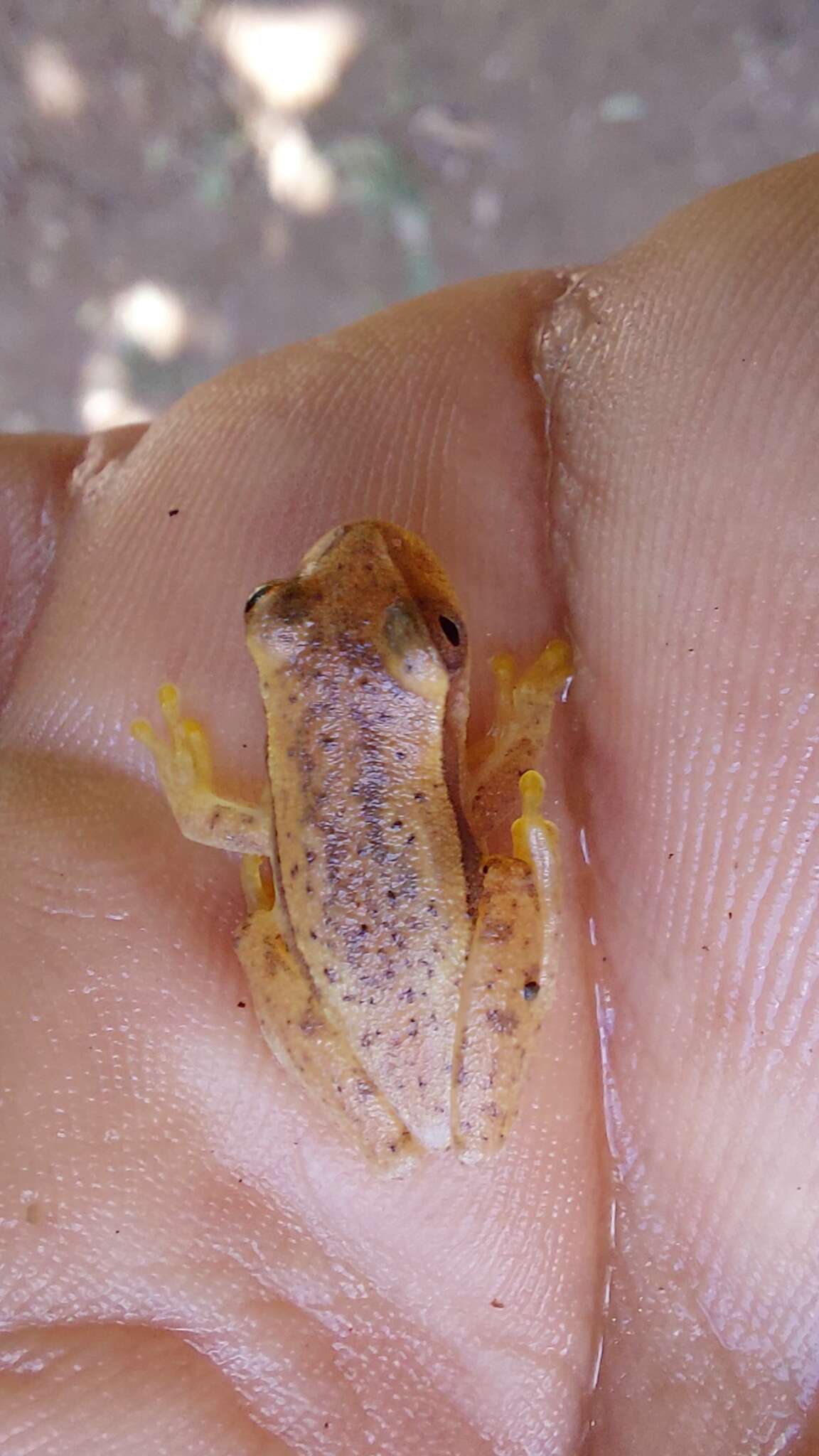 Image of Dendropsophus mathiassoni (Cochran & Goin 1970)