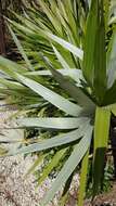 Image of white thatch palm