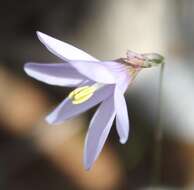 Image of Ixia sobolifera subsp. sobolifera