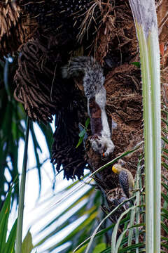 Imagem de Sciurus variegatoides dorsalis Gray 1849