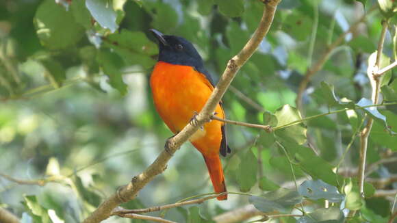 Image of Orange Minivet