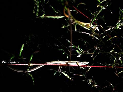 Image of Asian Grass Lizard