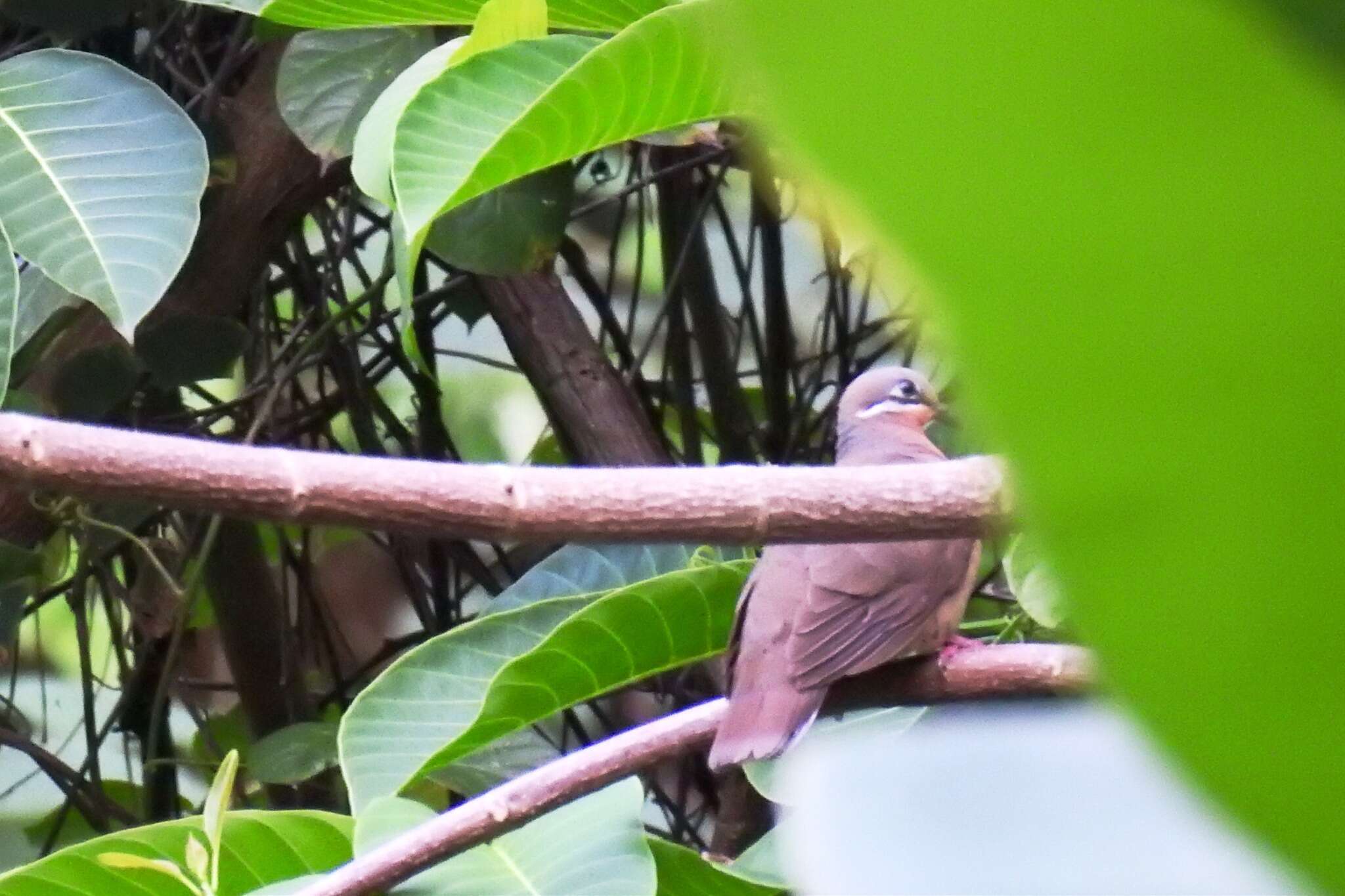 Image of brown dove