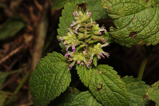 Image of Teucrium viscidum Blume