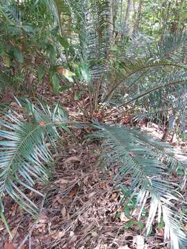 Image of Cycas media subsp. media