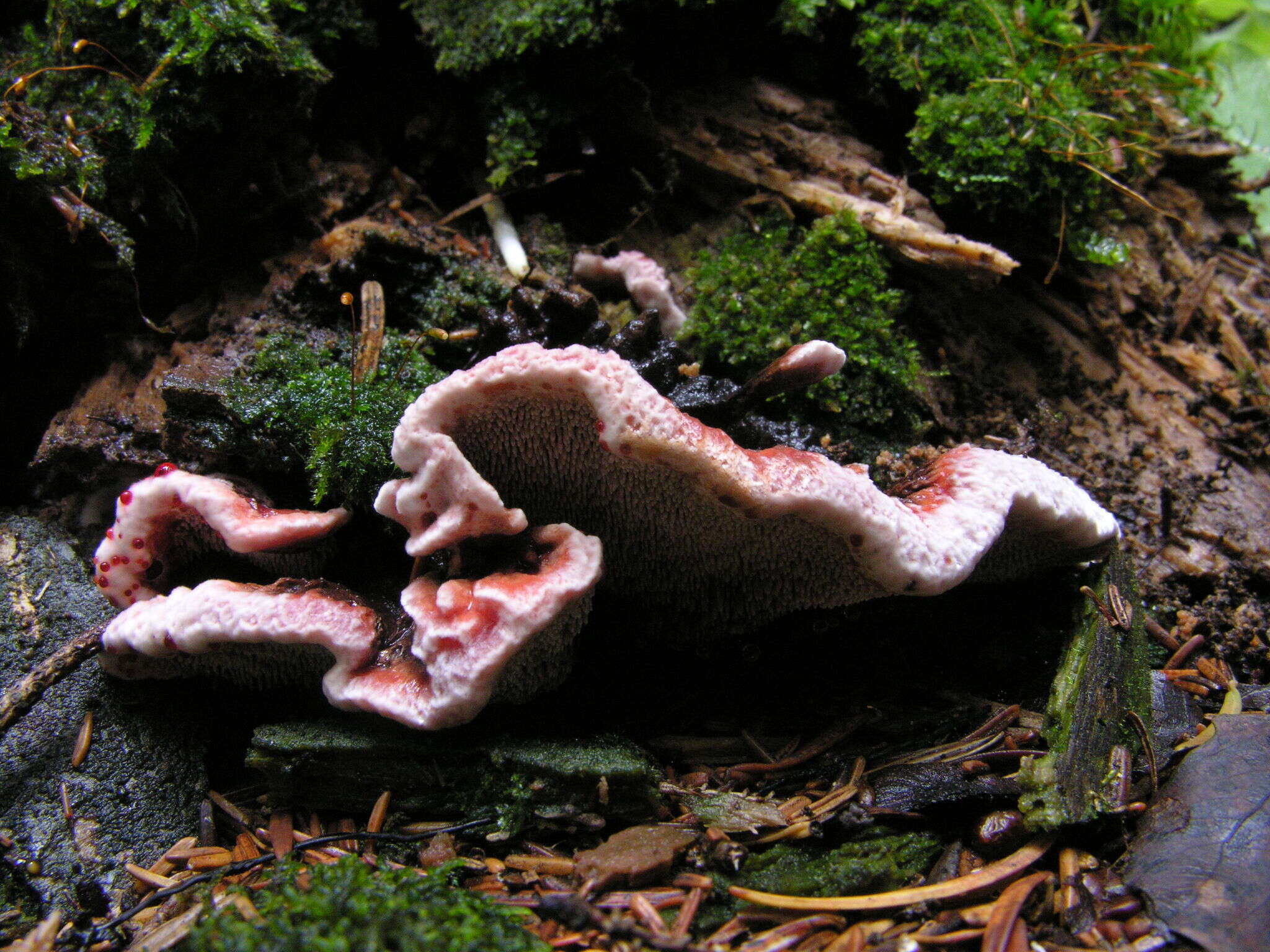 Image de Hydnellum peckii Banker 1912