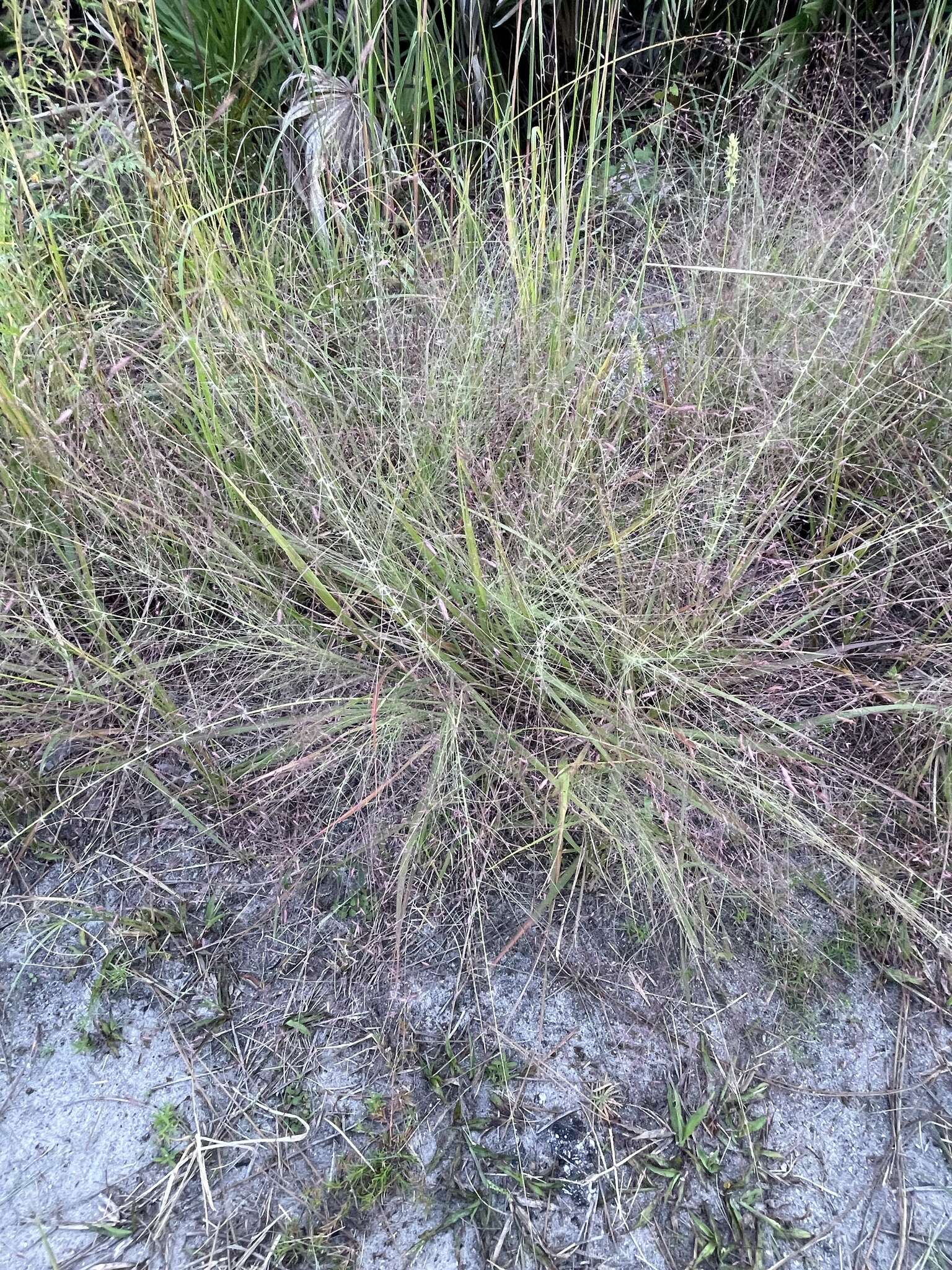 Image of Muhlenbergia capillaris var. capillaris