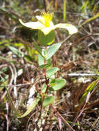 Plancia ëd Hypericum tetrapetalum Lam.