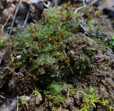 Image of Phymatoceros bulbiculosus (Brot.) Stotler, W. T. Doyle & Crand.-Stotl.