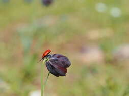 Image of Fritillaria obliqua Ker Gawl.