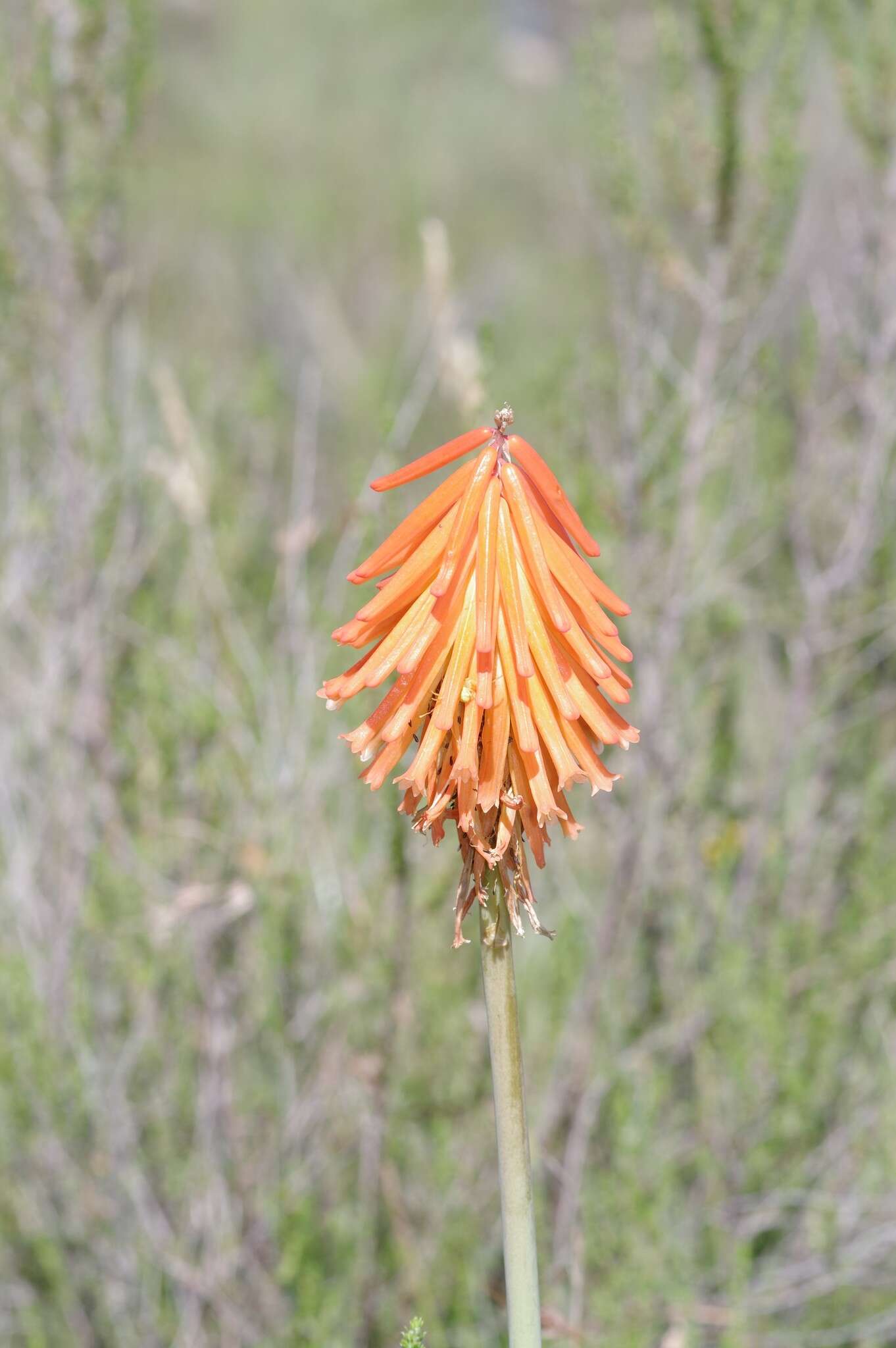 Image de Kniphofia triangularis Kunth