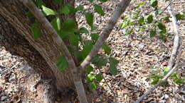 Image of balsam torchwood
