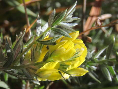 Image of Aspalathus heterophylla subsp. lotoides (Thunb.) R. Dahlgren