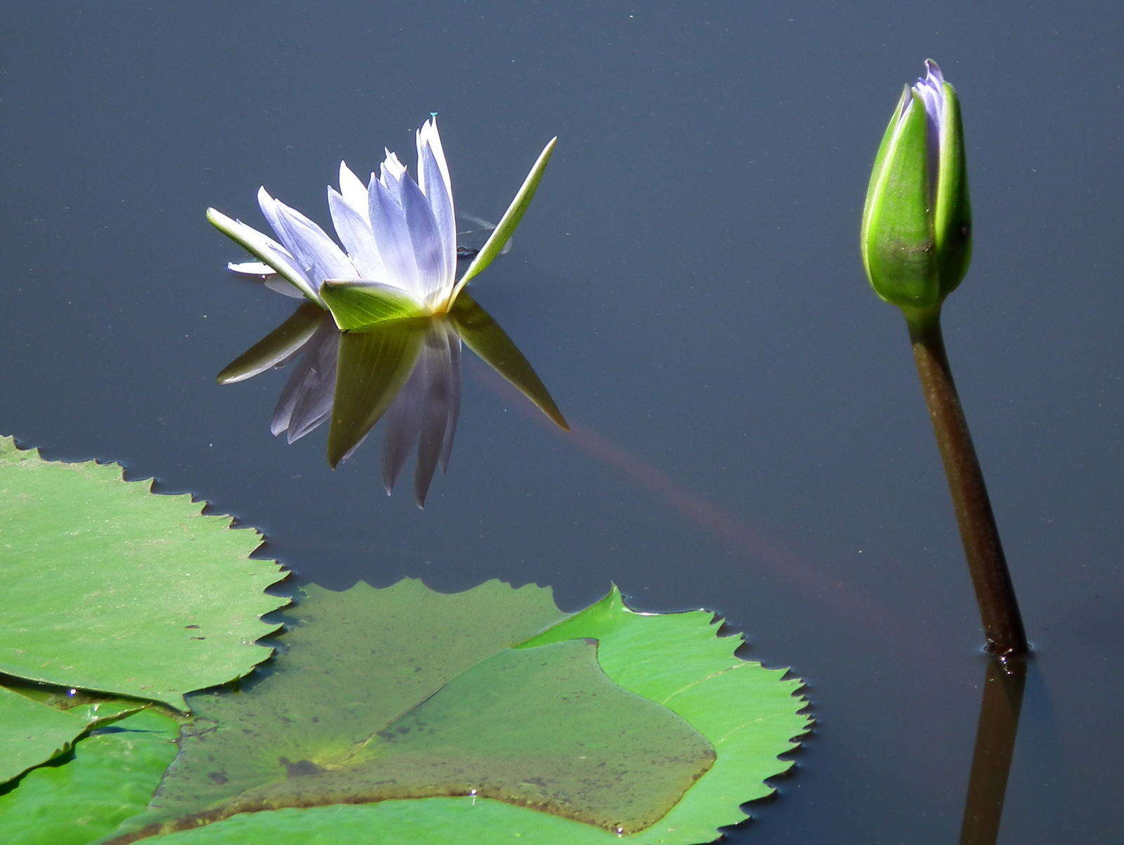 Image de Nénuphar bleu