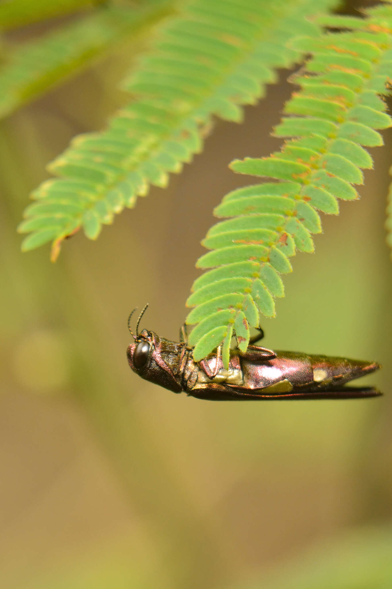 Image of Agrilus cavatus Chevrolat 1838