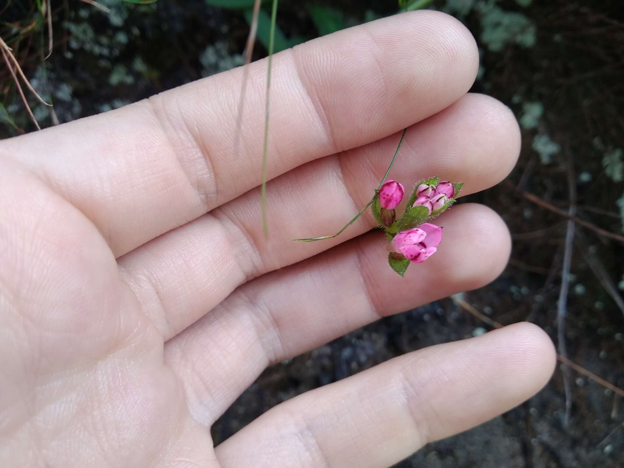 Disa glandulosa Burch. ex Lindl. resmi